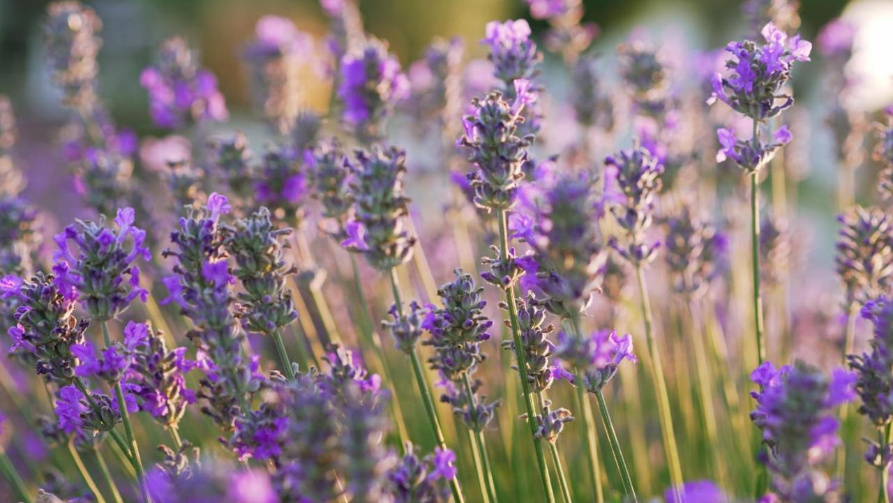Lavanda Sveti Lovreč Pazenatički Extérieur photo